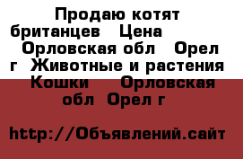 Продаю котят британцев › Цена ­ 15 000 - Орловская обл., Орел г. Животные и растения » Кошки   . Орловская обл.,Орел г.